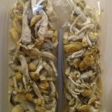 Golden Teacher Shrooms