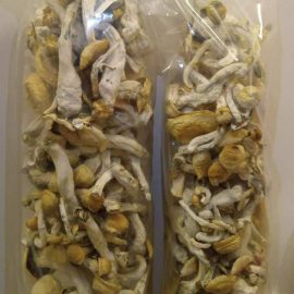 Golden Teacher Shrooms